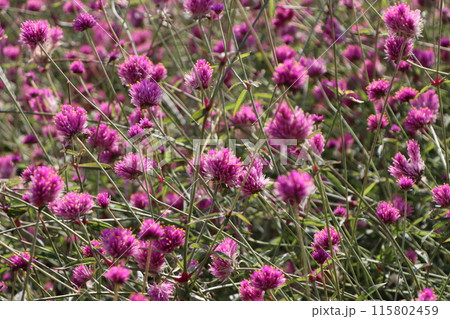 初秋の日差しが降り注ぐ千日紅の花畑ー壱 115802459