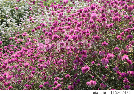 一面に広がる愛らしい花姿の千日紅ー壱 115802470