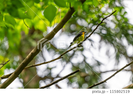 可愛い小鳥 可愛い小鳥 115802519