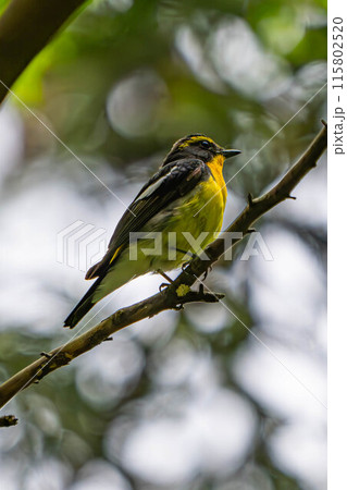 見つめるキビタキ 見つめるキビタキ 115802520