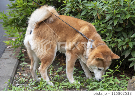 散歩中の柴犬 散歩中の柴犬 115802538