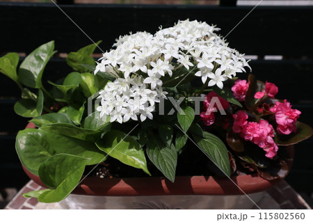 ペンタス、ベゴニアの寄せ植え 115802560