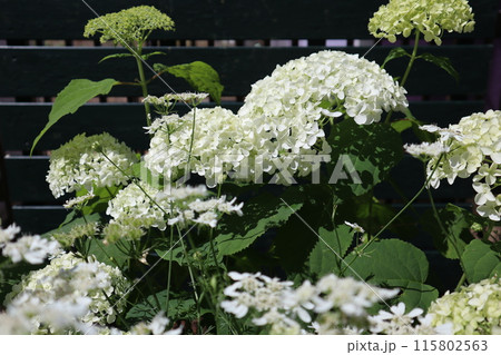 アナベルの白い紫陽花 アナベルの白い紫陽花 115802563