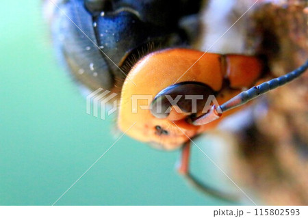 巣作り＆子育てに忙しい女王蜂 115802593