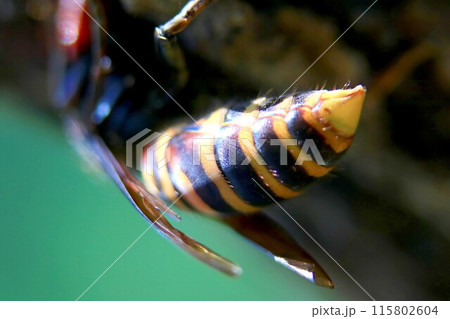 巣作り&子育てに忙しい女王蜂 巣作り&子育てに忙しい女王蜂 115802604