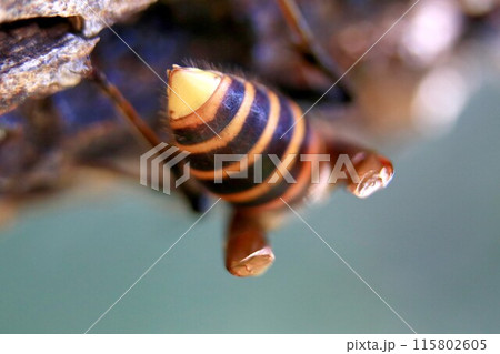 巣作り＆子育てに忙しい女王蜂 115802605