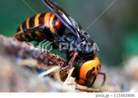 巣作り＆子育てに忙しい女王蜂 115802606