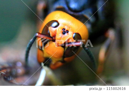 巣作り＆子育てに忙しい女王蜂 115802616