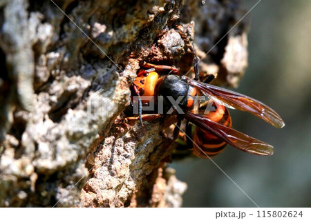 巣作り&子育てに忙しい女王蜂 巣作り&子育てに忙しい女王蜂 115802624