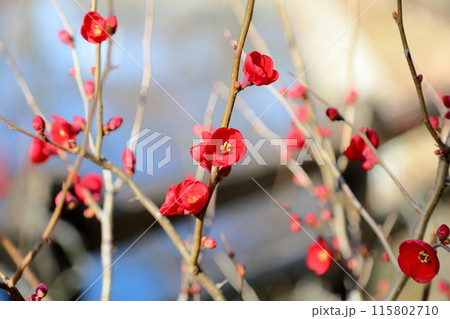 鮮やか 木瓜の花 鮮やか 木瓜の花 115802710