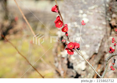 鮮やか 木瓜の花 鮮やか 木瓜の花 115802712