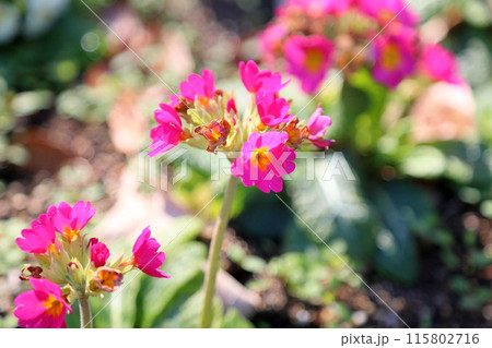 プリムラの花 プリムラの花 115802716