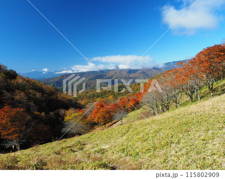 秋の奥秩父・雁峠からの展望 115802909
