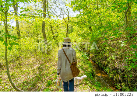 生命の宝庫！但馬高原植物園（兵庫県美方郡香美町村岡区）※作品コメント欄に撮影位置 115803228