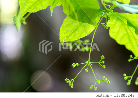 生命の宝庫！但馬高原植物園（兵庫県美方郡香美町村岡区）※作品コメント欄に撮影位置 115803248