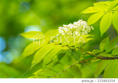 生命の宝庫！但馬高原植物園（兵庫県美方郡香美町村岡区）※作品コメント欄に撮影位置 115803254