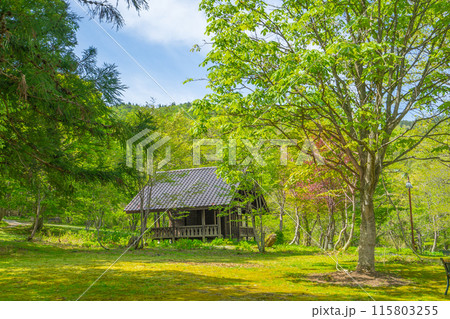 生命の宝庫!但馬高原植物園(兵庫県美方郡香美町村岡区)※作品コメント欄に撮影位置 生命の宝庫!但馬高原植物園(兵庫県美方郡香美町村岡区)※作品コメント欄に撮影位置 115803255