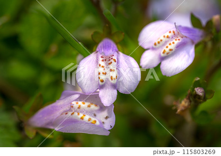 生命の宝庫！但馬高原植物園（兵庫県美方郡香美町村岡区）※作品コメント欄に撮影位置 115803269