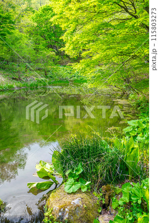 生命の宝庫！但馬高原植物園（兵庫県美方郡香美町村岡区）※作品コメント欄に撮影位置 115803273