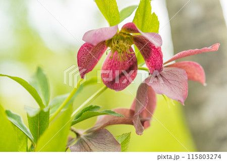 生命の宝庫！但馬高原植物園（兵庫県美方郡香美町村岡区）※作品コメント欄に撮影位置 115803274