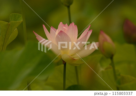 ピンクの蓮の花 115803337