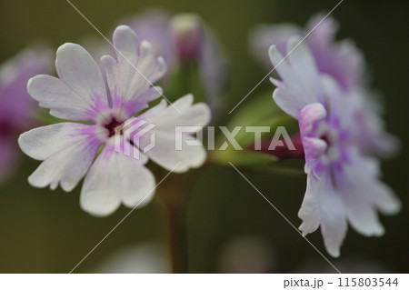 花子・日本桜草の花 花子・日本桜草の花 115803544