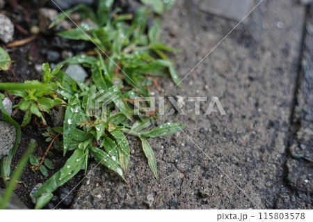 雨粒のついた雑草 雨粒のついた雑草 115803578