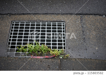 側溝と隙間の雑草 115803582
