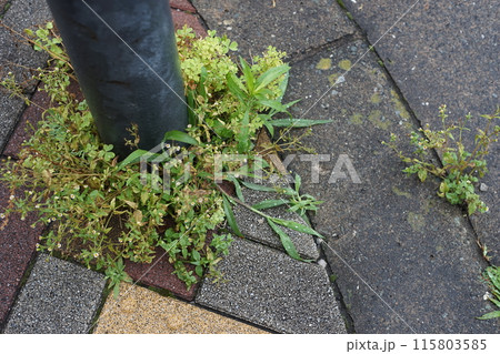 コンクリートの隙間から生える植物 コンクリートの隙間から生える植物 115803585