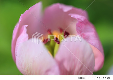 ベニヤマシャクヤク(紅山芍薬) ベニヤマシャクヤク(紅山芍薬) 115803656