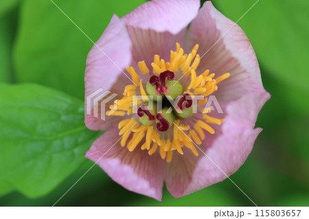 ベニヤマシャクヤク（紅山芍薬） 115803657