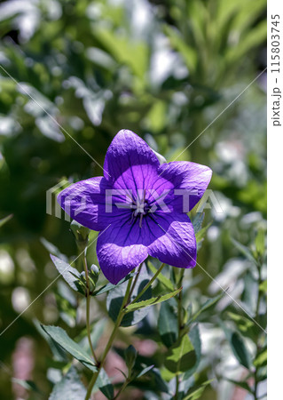 山野の日当たりのいいところに咲くキキョウ【桔梗】 115803745