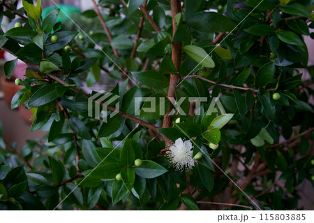 白いギンバイカの花 115803885