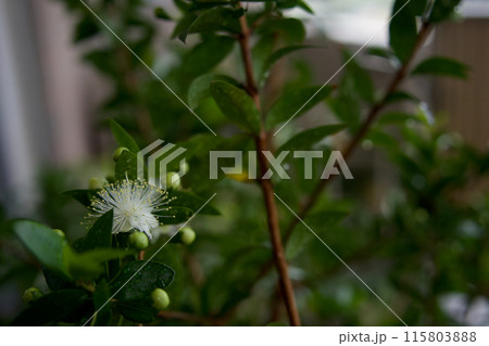 白いギンバイカの花 115803888