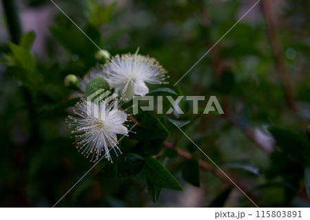 白いギンバイカの花 白いギンバイカの花 115803891