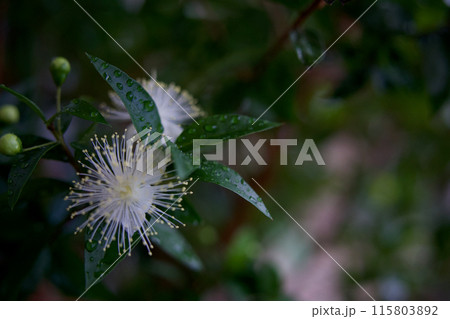 白いギンバイカの花 115803892