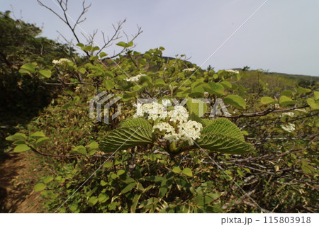 2024年5月の福島県の山開きの日 115803918