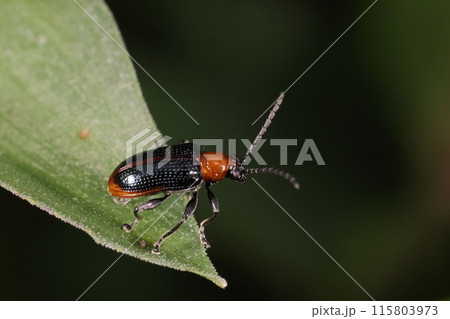 生き物　昆虫　アカクビボソハムシ、赤い前胸に濃紺と赤の前翅。後端の赤以外翅の赤色の入り方は様々 115803973