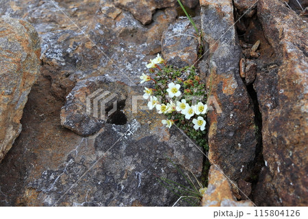 イワウメの花 115804126