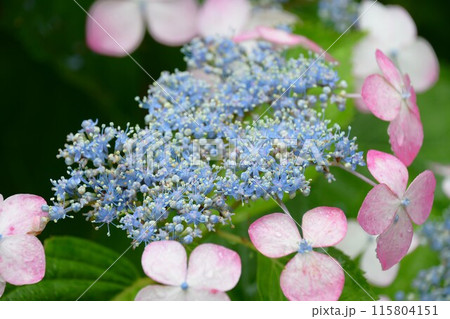 雨の日のみずみずしい紫陽花の花 雨の日のみずみずしい紫陽花の花 115804151