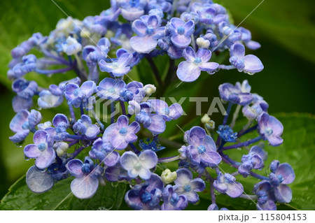 雨の日のみずみずしい紫陽花の花 115804153