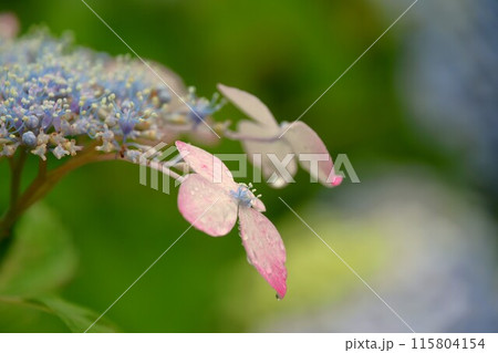 雨の日のみずみずしい紫陽花の花 雨の日のみずみずしい紫陽花の花 115804154