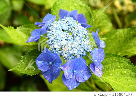 雨の日のみずみずしい紫陽花の花 115804177