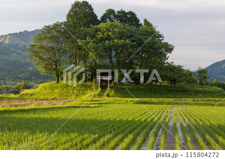 爽やかな初夏の阿蘇to草原の風景 115804272