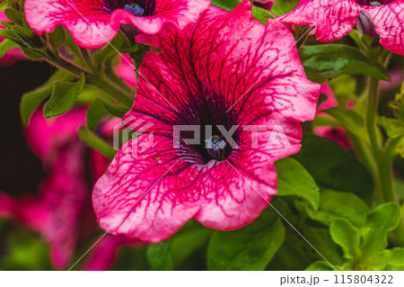 colorful pink petunia flowers in a garden on a green background colorful pink petunia flowers in a garden on a green background 115804322