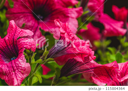 colorful petunia flowers in a garden on a green background 115804364