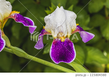 purple iris flower close in garden in spring. 115804380