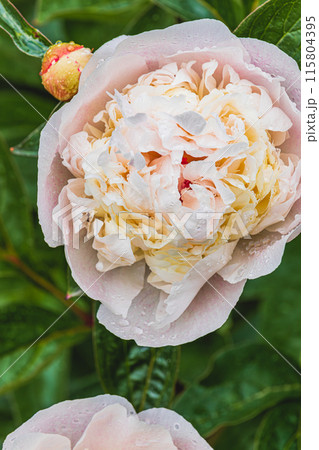 Pink peony bud with dew in the garden 115804395