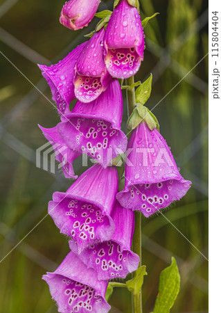 Vibrant cluster of pink foxglove flowers, macro close up Vibrant cluster of pink foxglove flowers, macro close up 115804404
