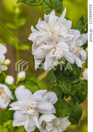 Incredible beautiful jasmine flowers in the garden, brunch with white flowers 115804458